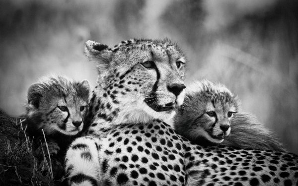 Animal Cheetah Cats Predator Cub Black & White HD Wallpaper | Background Image