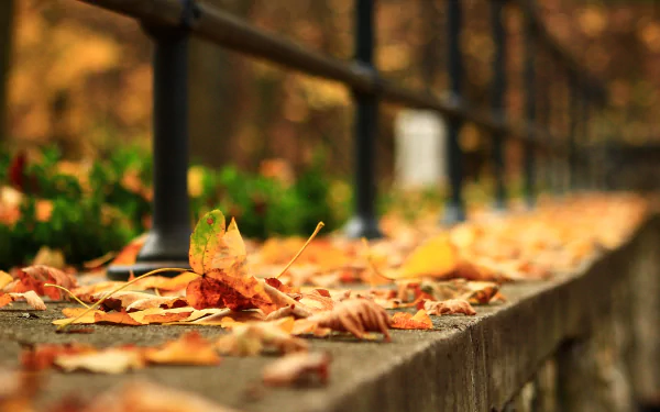 nature leaf HD Desktop Wallpaper | Background Image