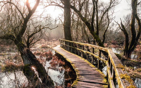swamp vegetation moss nature tree man made boardwalk HD Desktop Wallpaper | Background Image