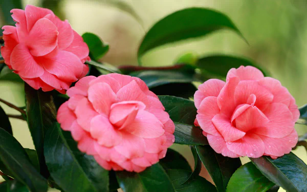 nature camellia HD Desktop Wallpaper | Background Image