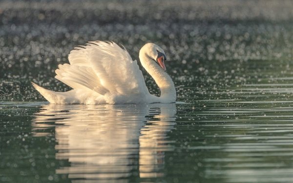 Animal Mute swan Birds Swans Bird HD Wallpaper | Background Image