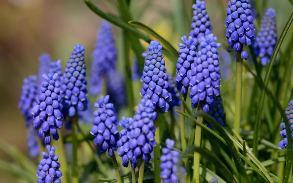 muscari nature hyacinth HD Desktop Wallpaper | Background Image