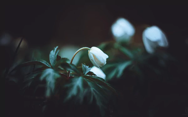 nature anemone HD Desktop Wallpaper | Background Image