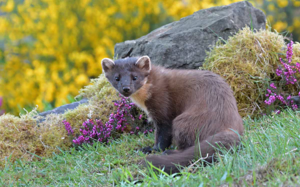 Animal marten HD Desktop Wallpaper | Background Image