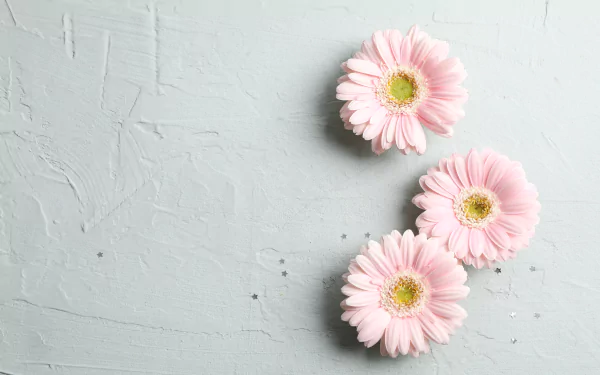 gerbera man made flower HD Desktop Wallpaper | Background Image