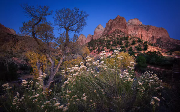 mountain nature Zion National Park HD Desktop Wallpaper | Background Image