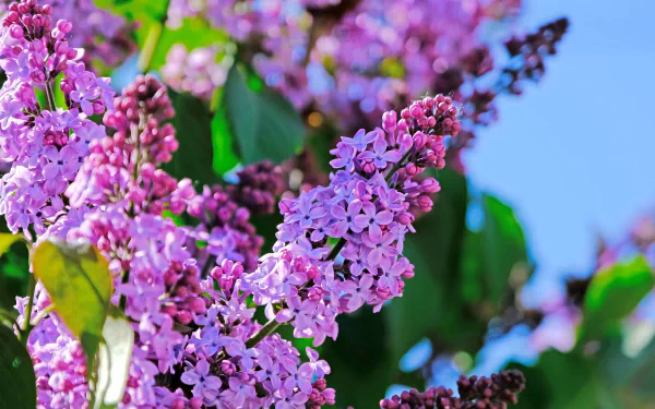 nature lilac HD Desktop Wallpaper | Background Image