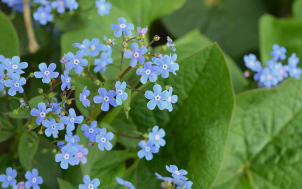 nature forget-me-not HD Desktop Wallpaper | Background Image