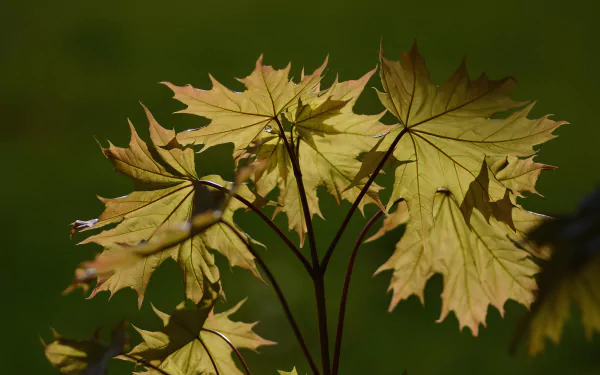 maple leaf nature leaf HD Desktop Wallpaper | Background Image