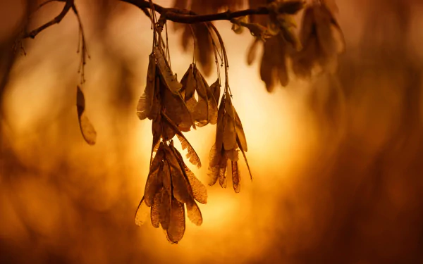 nature branch HD Desktop Wallpaper | Background Image