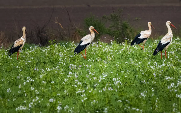 stork Animal White stork HD Desktop Wallpaper | Background Image