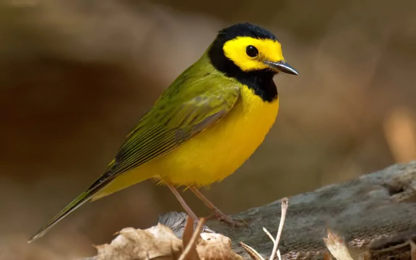  Hooded Warbler (Setophaga citrina)