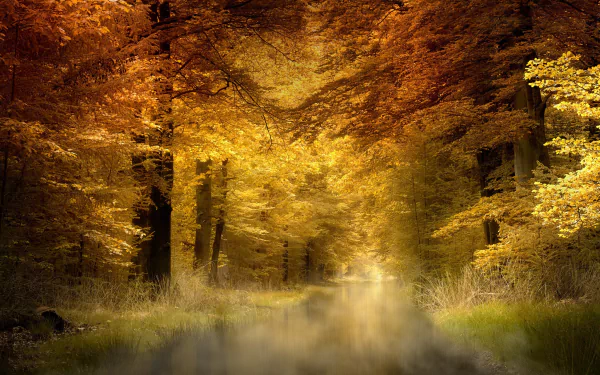 HD PC desktop wallpaper featuring a serene forest scene with golden autumn trees and soft fog weaving through the landscape, capturing nature's calm beauty.