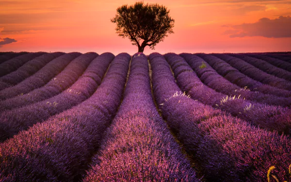 A stunning 8K Ultra HD wallpaper featuring vibrant purple lavender fields in Provence, France, with a solitary tree silhouetted against a colorful summer sunset sky.