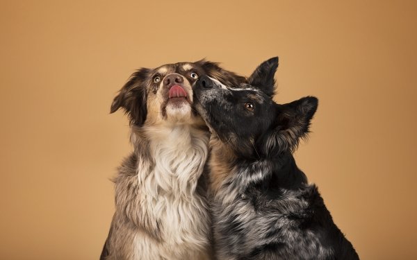Animal Dog Dogs HD Wallpaper | Background Image