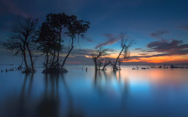 bay Indonesia tree nature sunset HD Desktop Wallpaper | Background Image