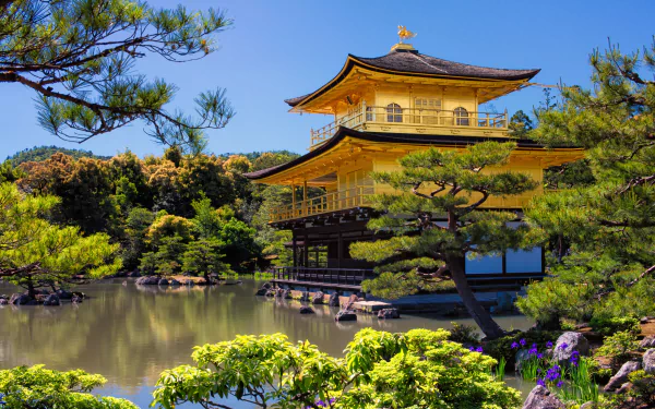 A 4K Ultra HD view of Kinkaku-ji temple surrounded by lush trees and reflected in a serene park pond, showcasing nature and traditional Japanese religious architecture.