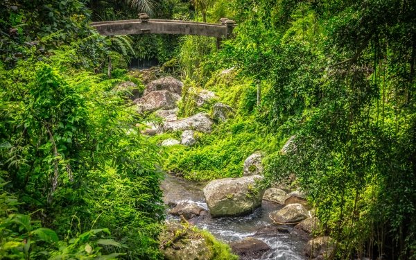 Man Made Bridge Bridges Stream Stone Greenery HD Wallpaper | Background Image