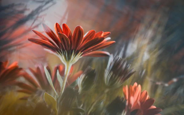 nature gerbera HD Desktop Wallpaper | Background Image