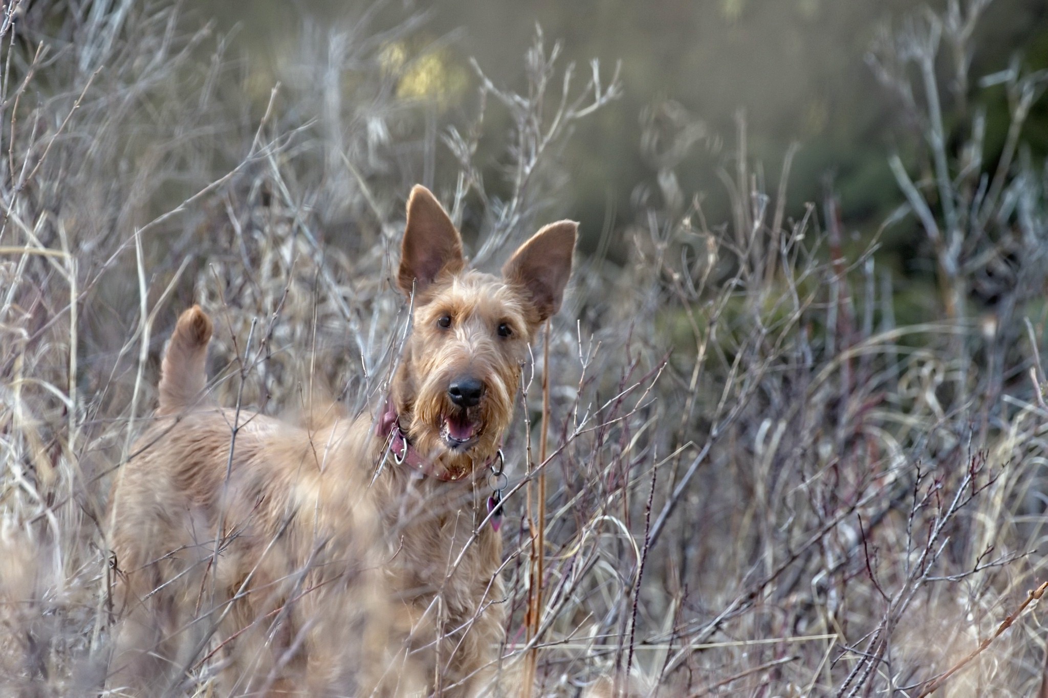 Download Irish Terrier Animal Dog HD Wallpaper