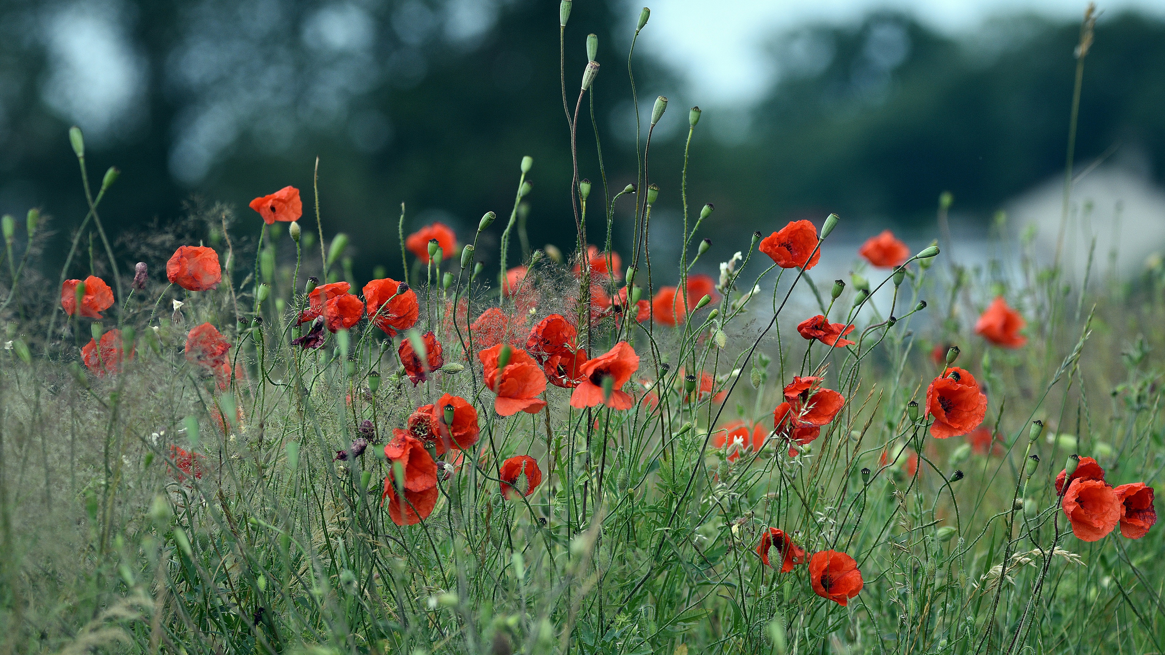 Download Nature Poppy 4k Ultra HD Wallpaper