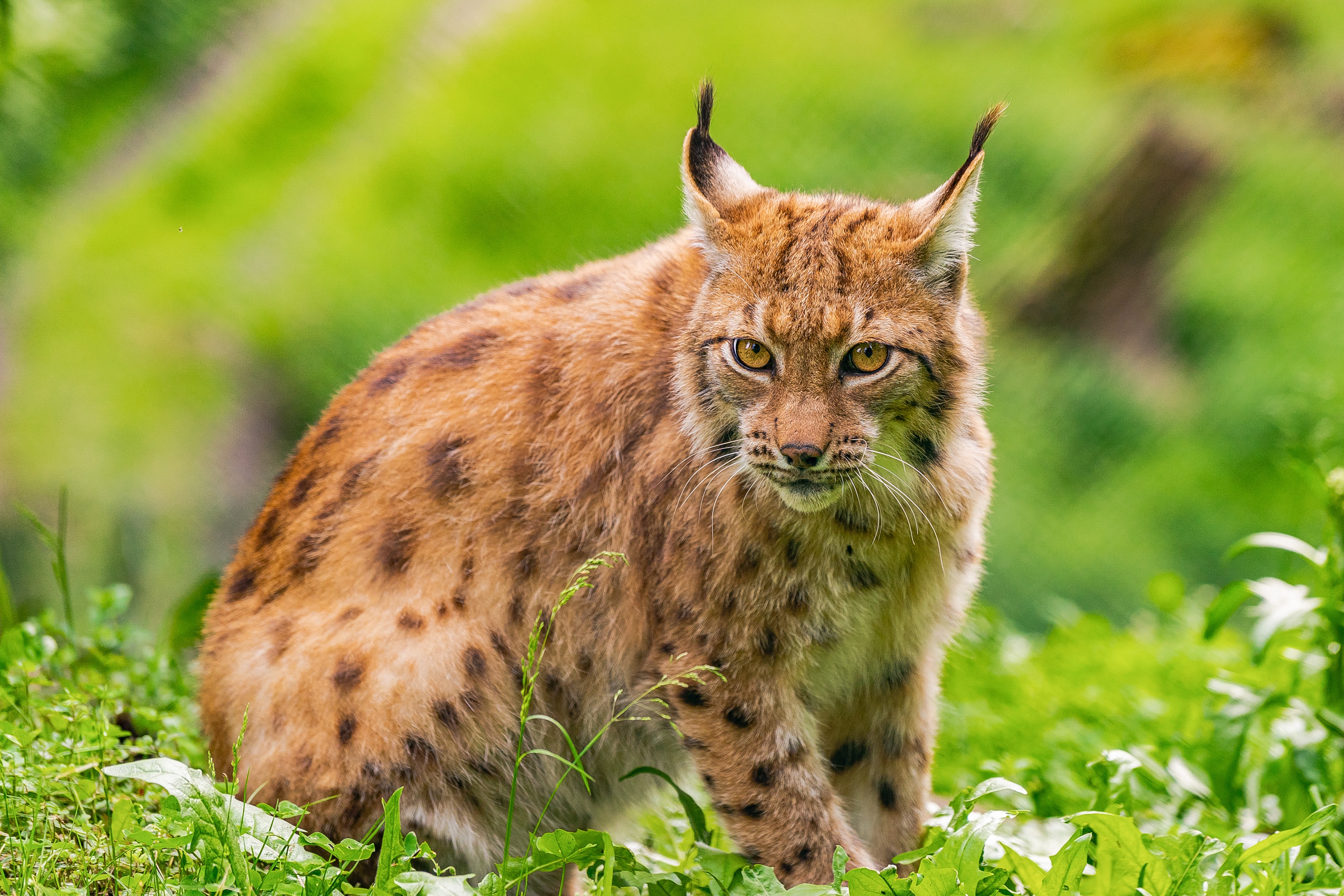 Download Animal Lynx HD Wallpaper