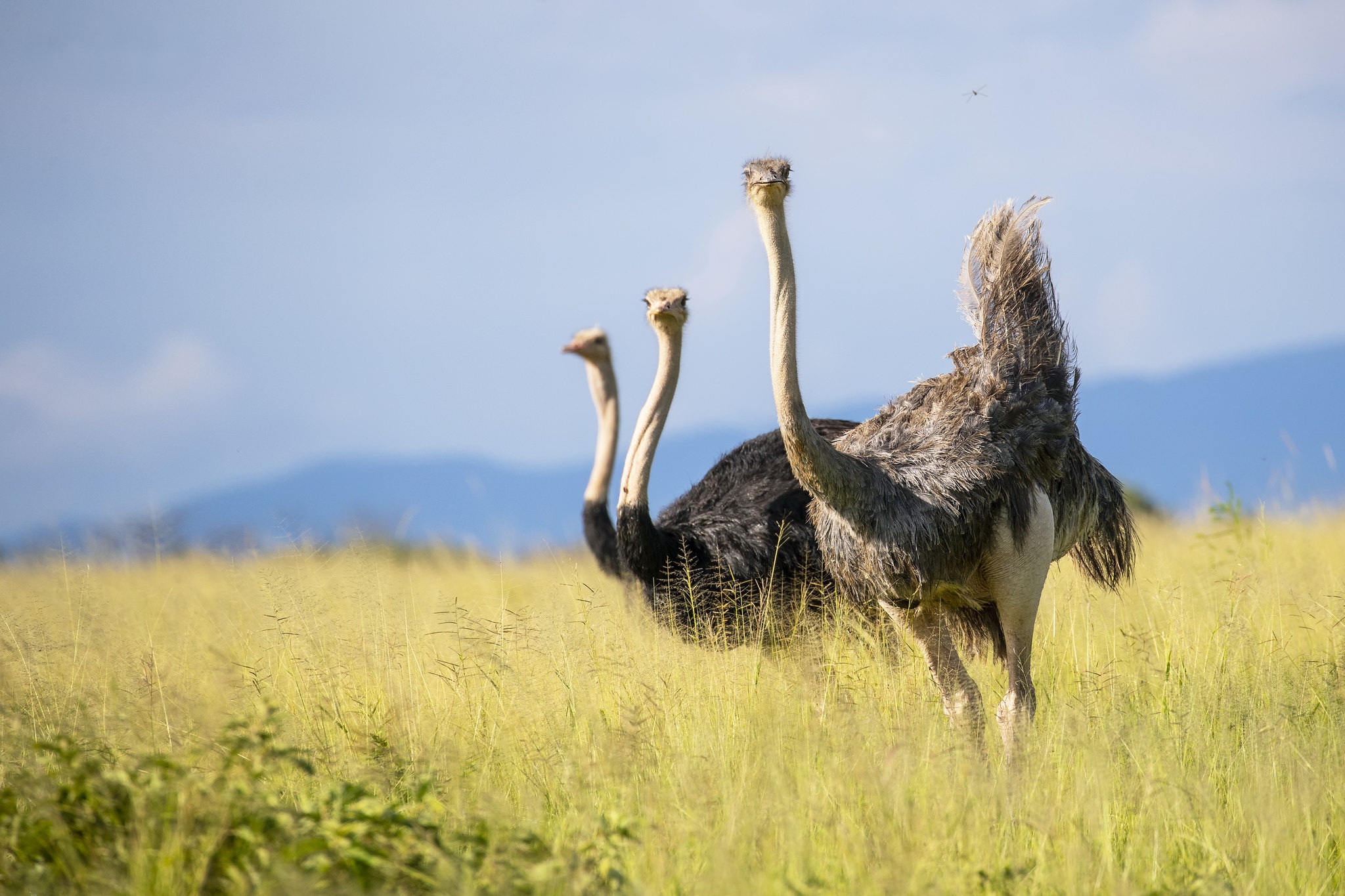 Download Bird Animal Ostrich HD Wallpaper