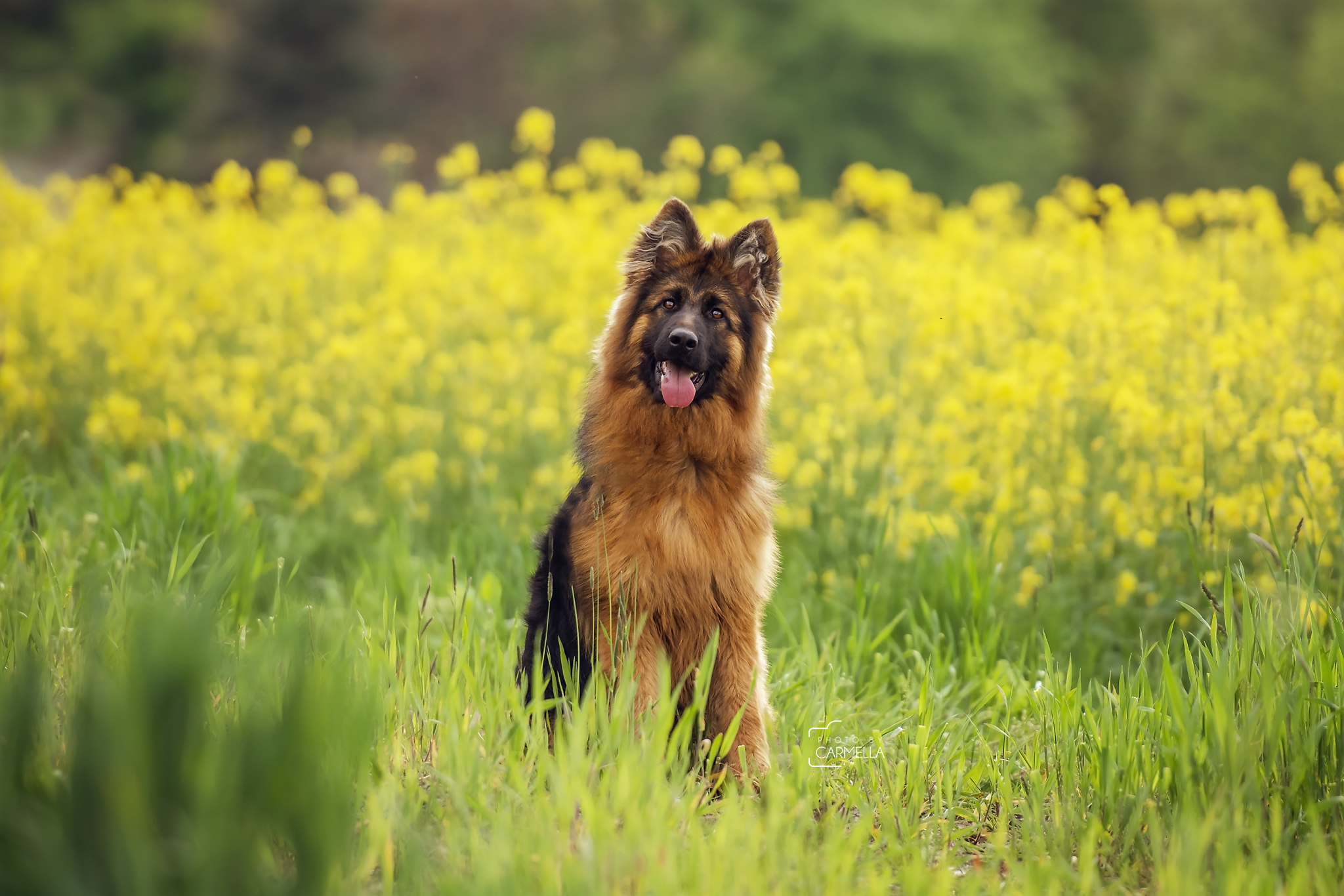 Download Dog Animal German Shepherd HD Wallpaper