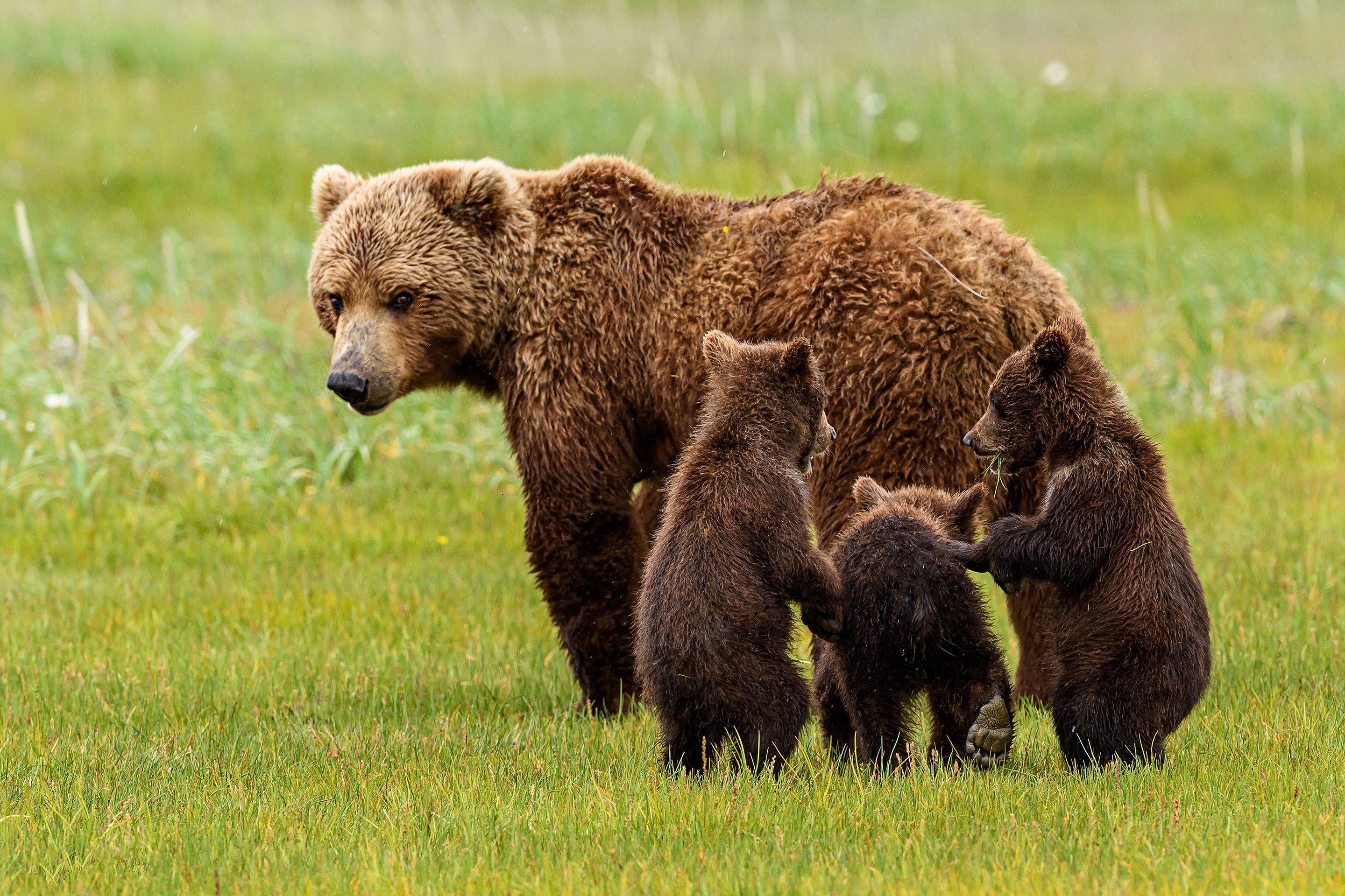 Фотографии 3 медведей. Медведь. Медведица с медвежатами. Медведь с медвежонком. Медвежья семья.