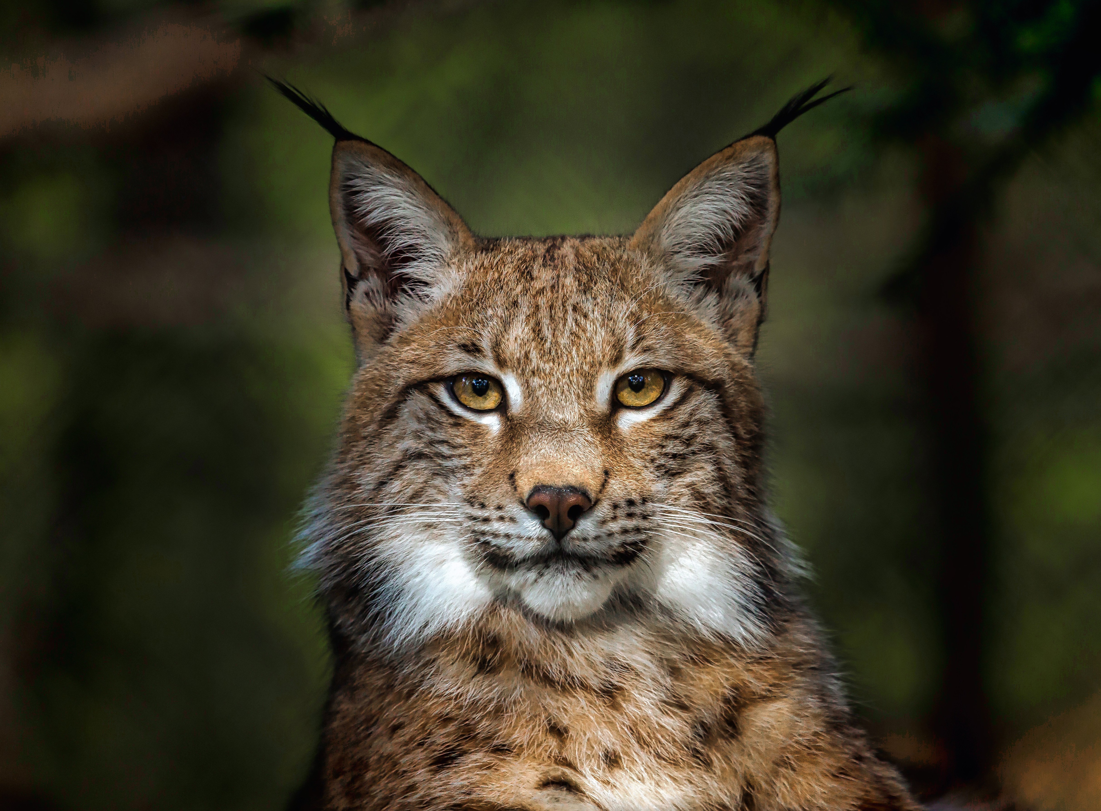 Download Canadian Lynx wallpapers for mobile phone free Canadian Lynx  HD pictures