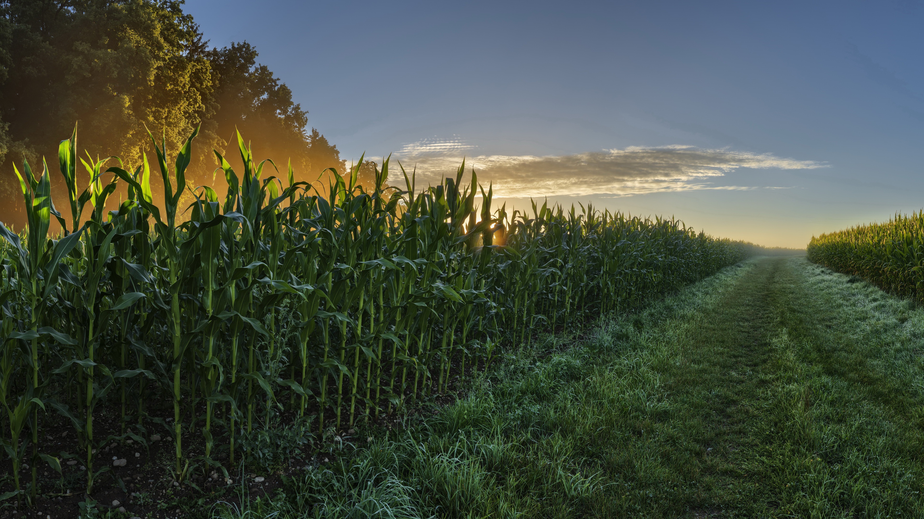 Corn field corn sunset road field HD wallpaper  Peakpx