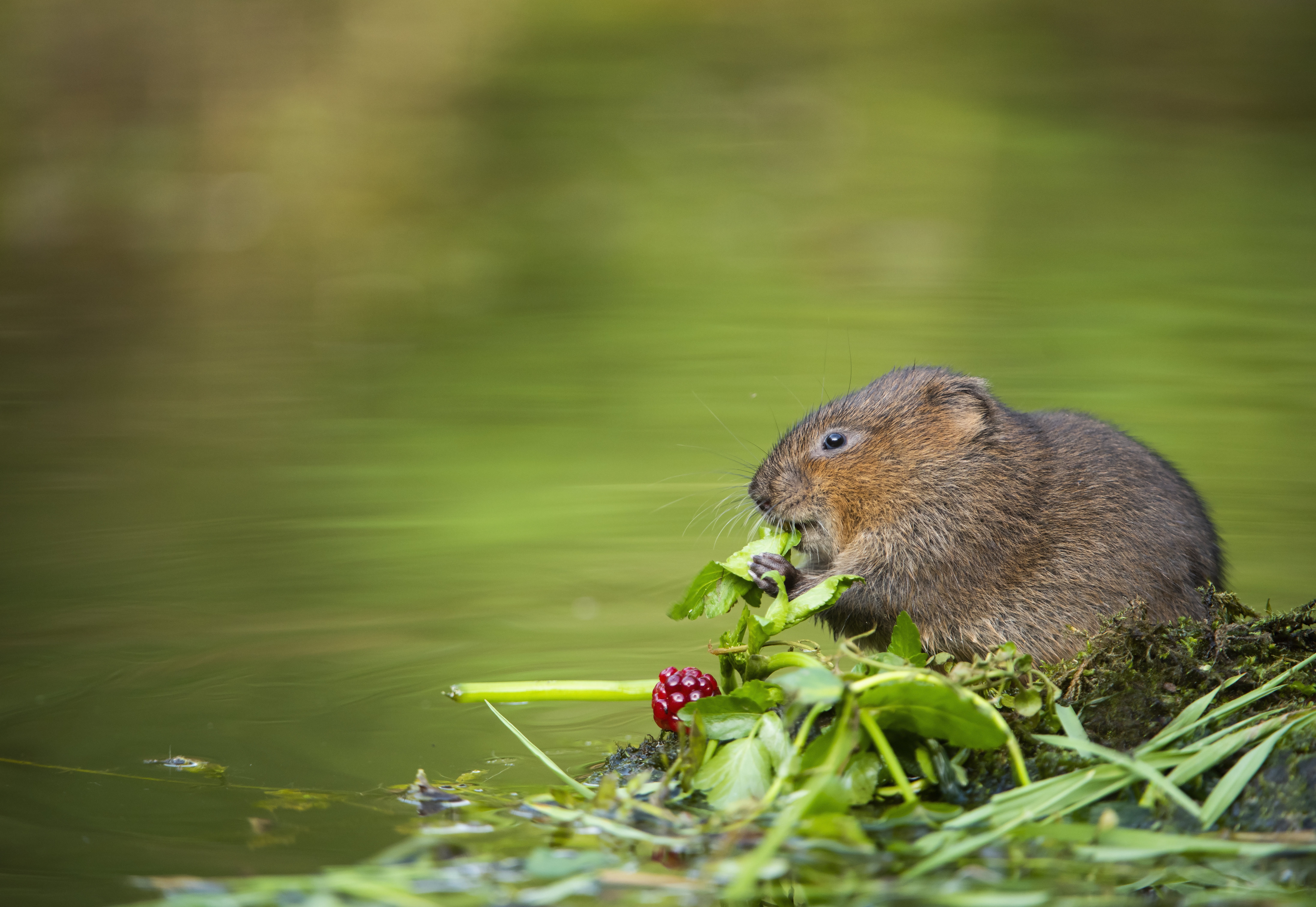 The European water vole or northern water vole, is a semi-aquatic rodent. by Ben Andrew
