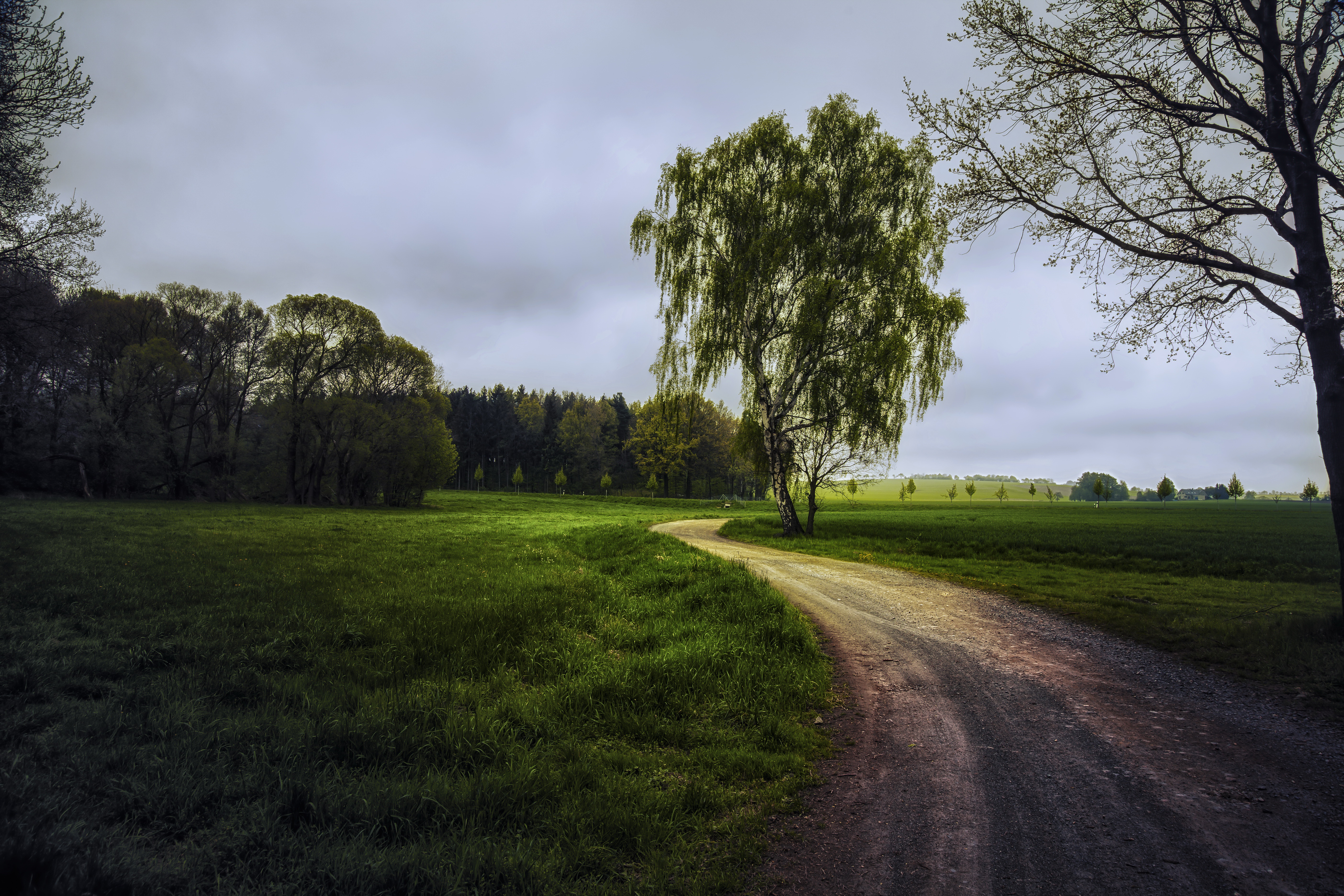 Природа 0. Лето дорога. Лето дерево дорога. Проселочная дорога дерево. Поле с деревьями и пасмурным днем.