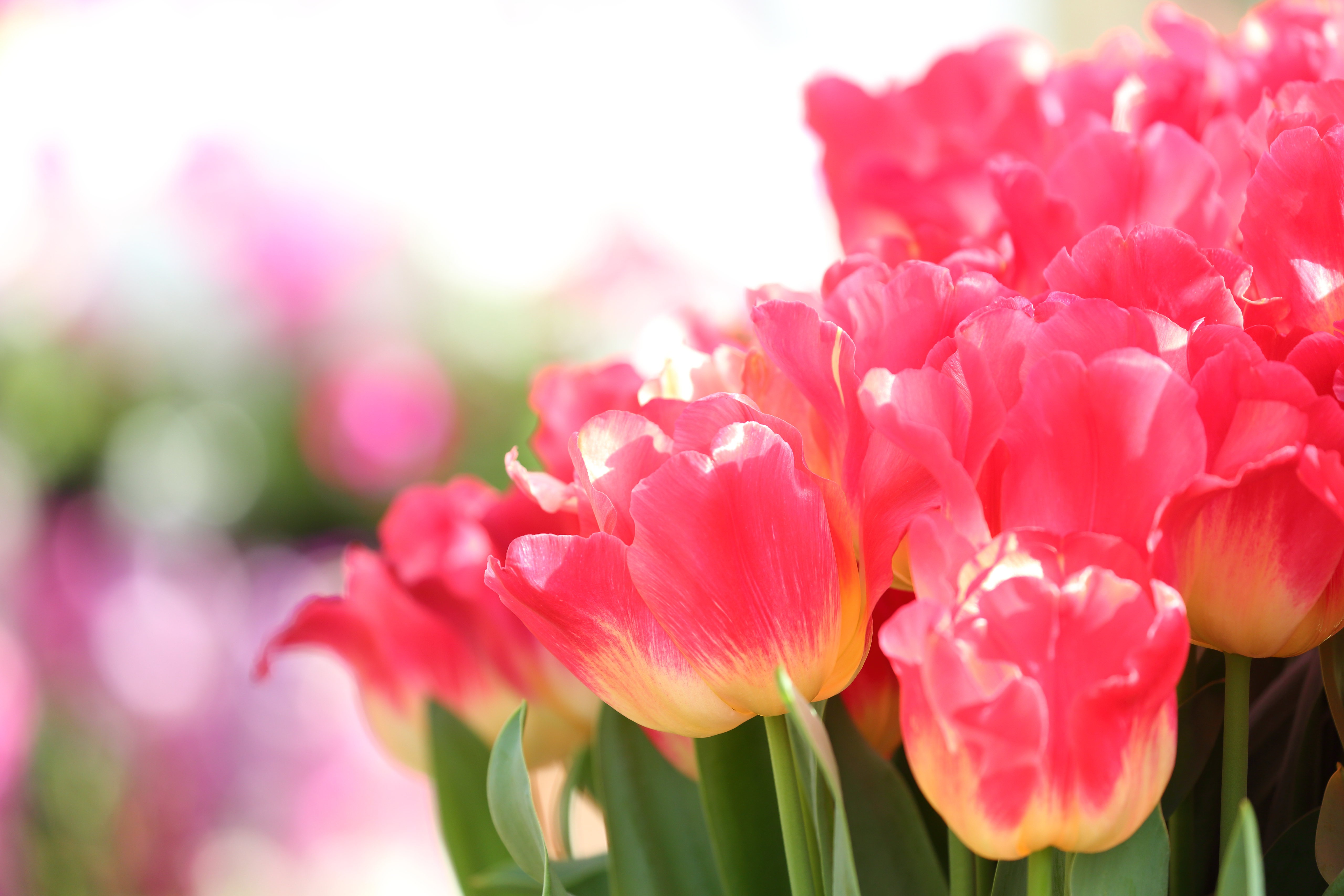 Download Nature Tulip 4k Ultra HD Wallpaper