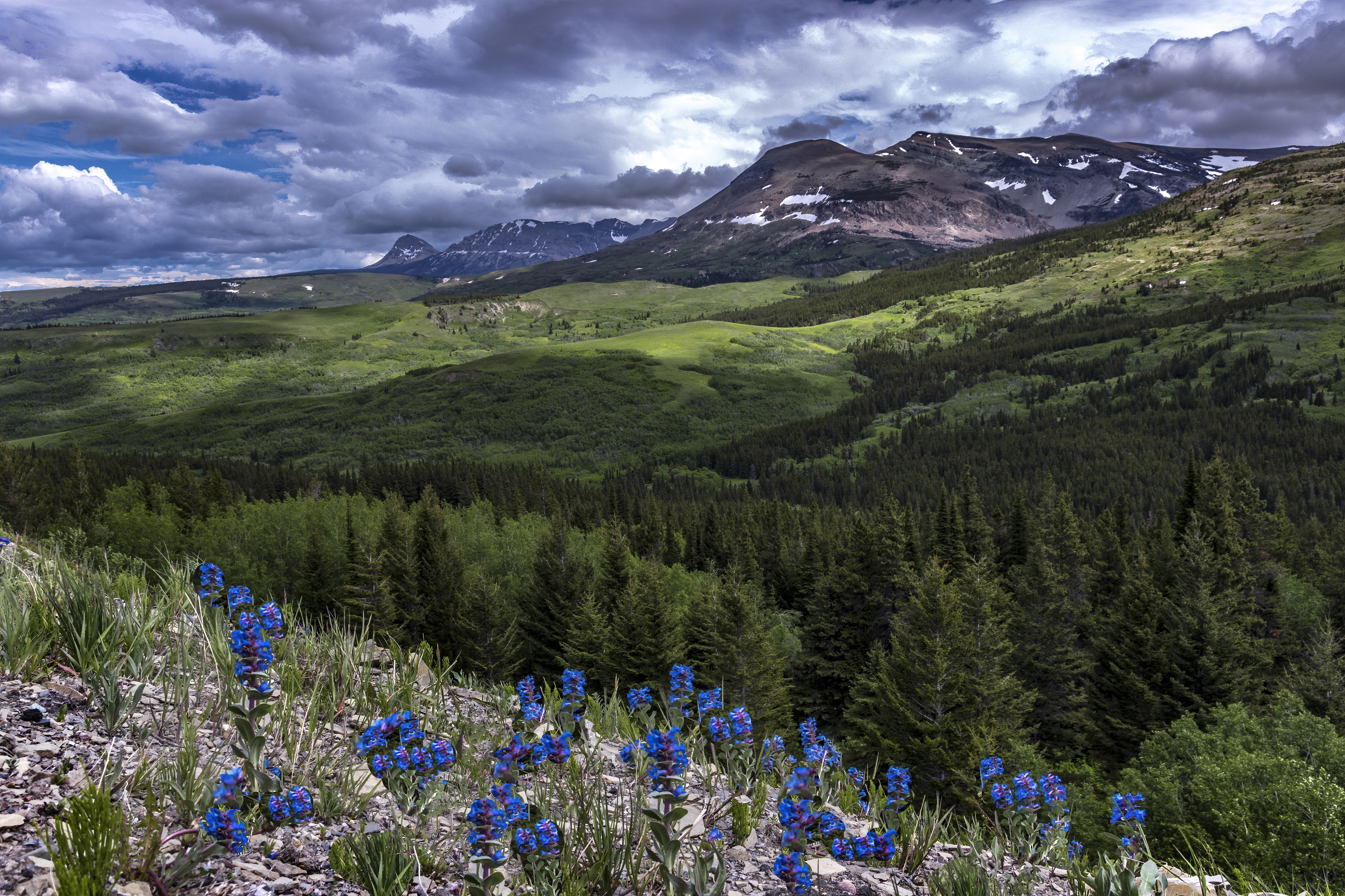 Download Cloud Fir Tree Mountain Flower Nature Landscape 4k Ultra HD ...