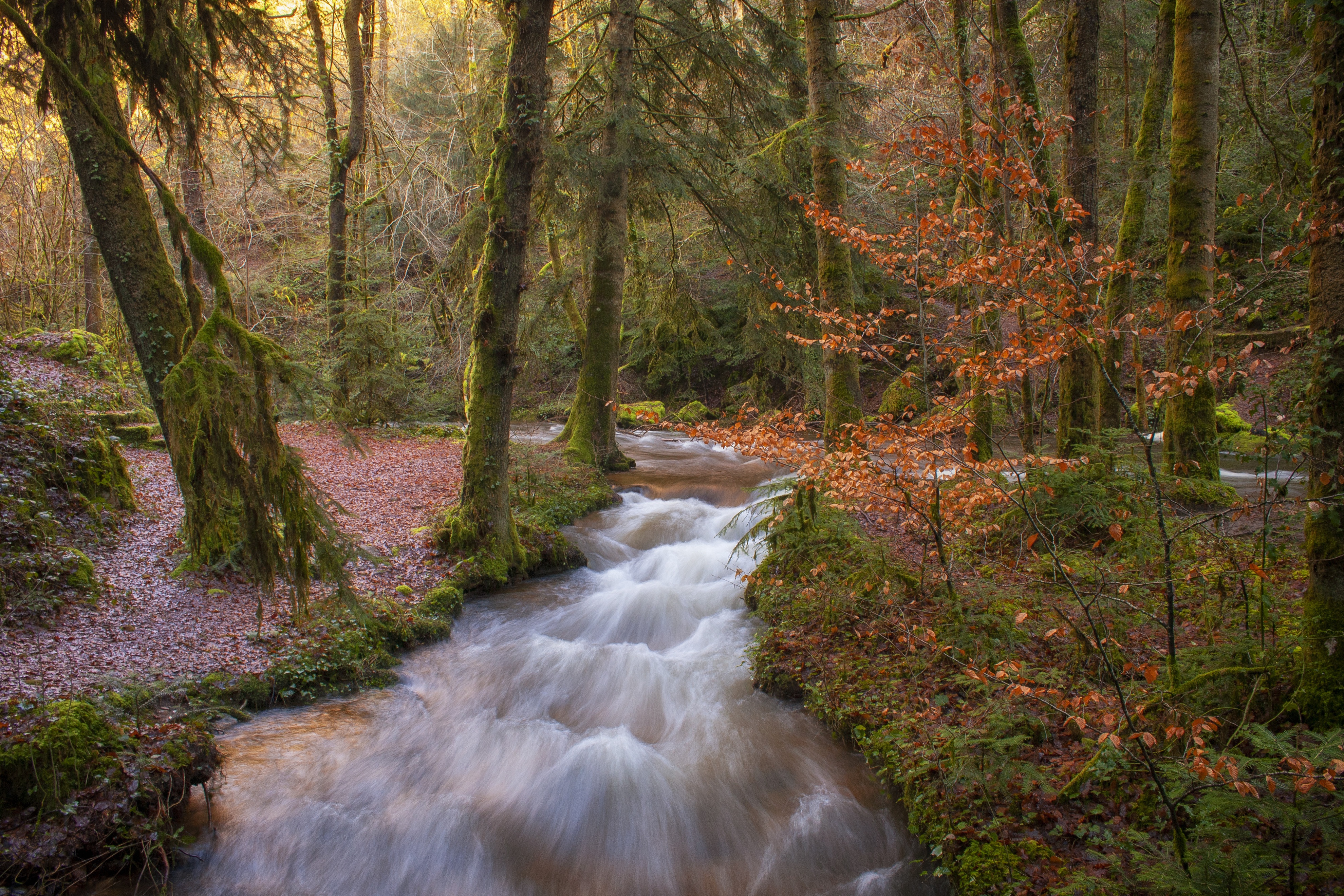 Родник в лесу. Ручей в лесу. Ручеек в лесу. Ручеек в лесу. Ручей посреди леса.