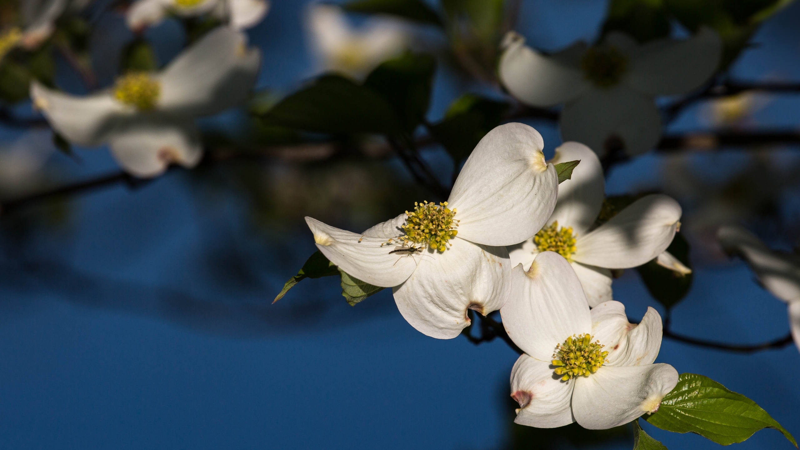 White Dogwood Flowers Petals Tree Branches Blur Background 4K HD Flowers  Wallpapers  HD Wallpapers  ID 100991