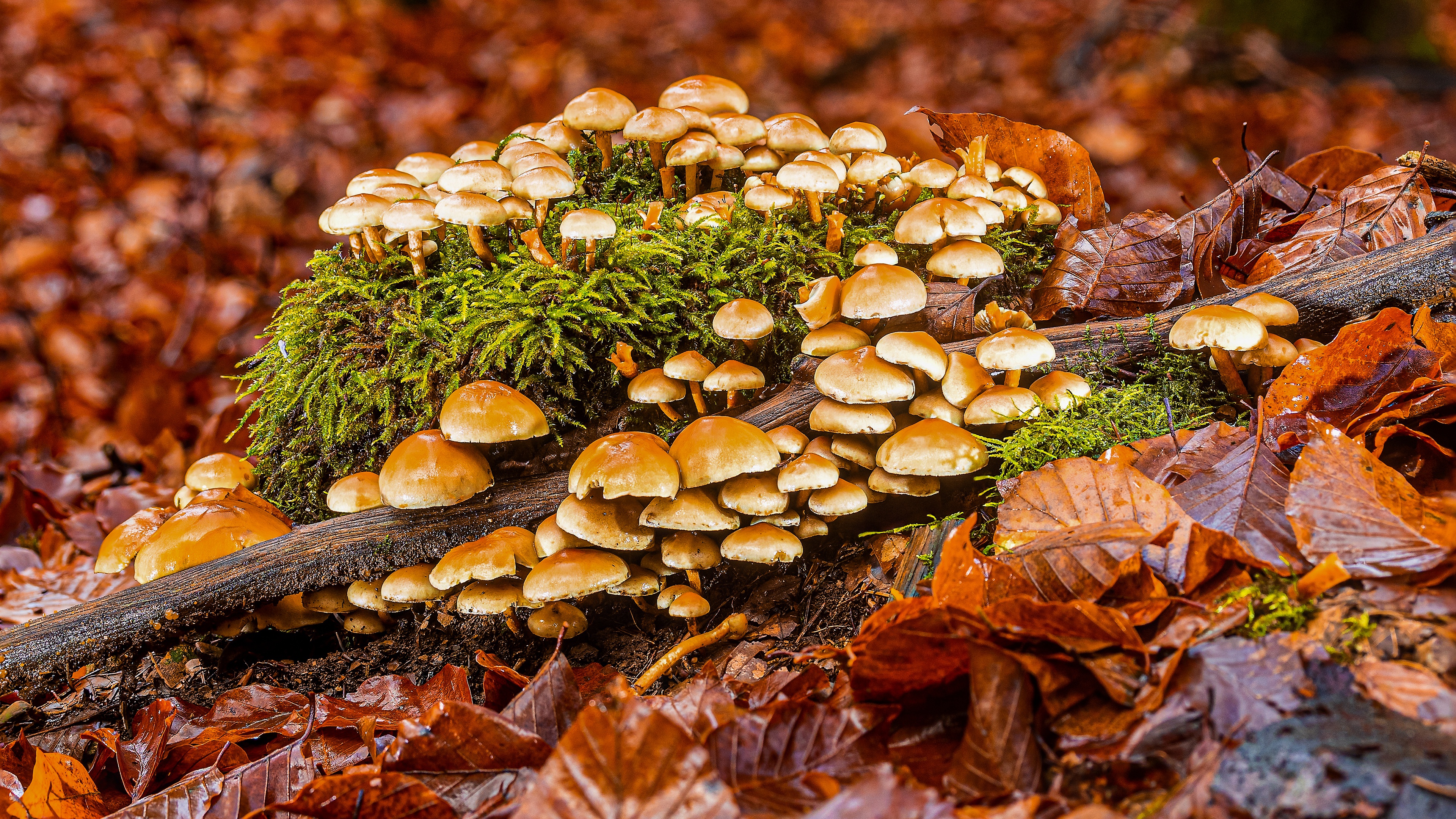 Terre/Nature Champignon Fond d'écran HD | Image