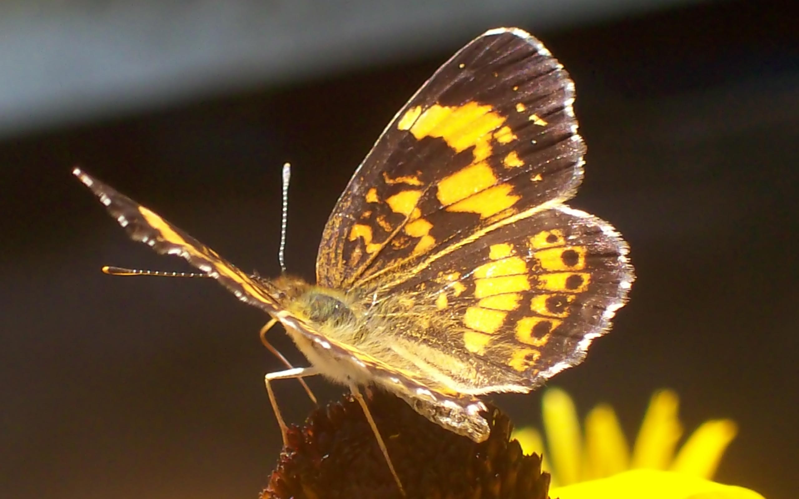 Animal Butterfly HD Wallpaper