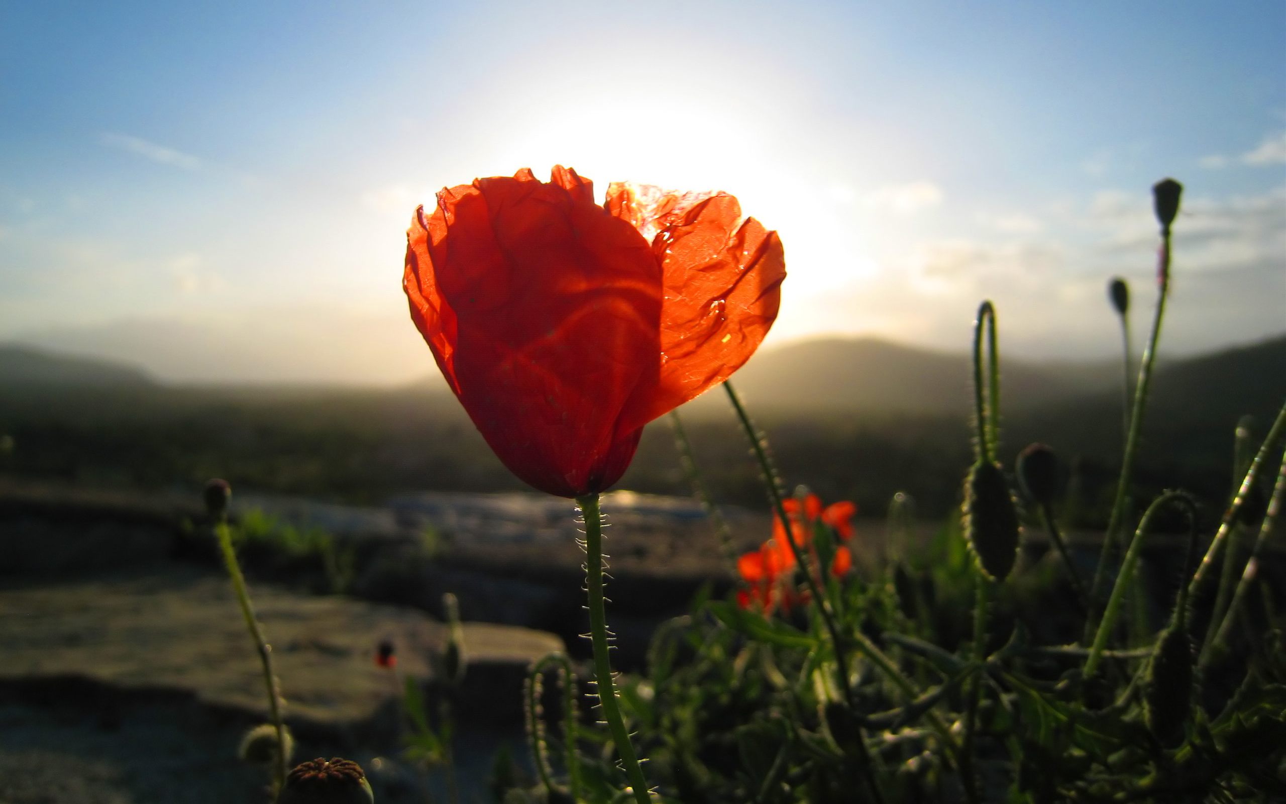 Nature Poppy HD Wallpaper | Background Image