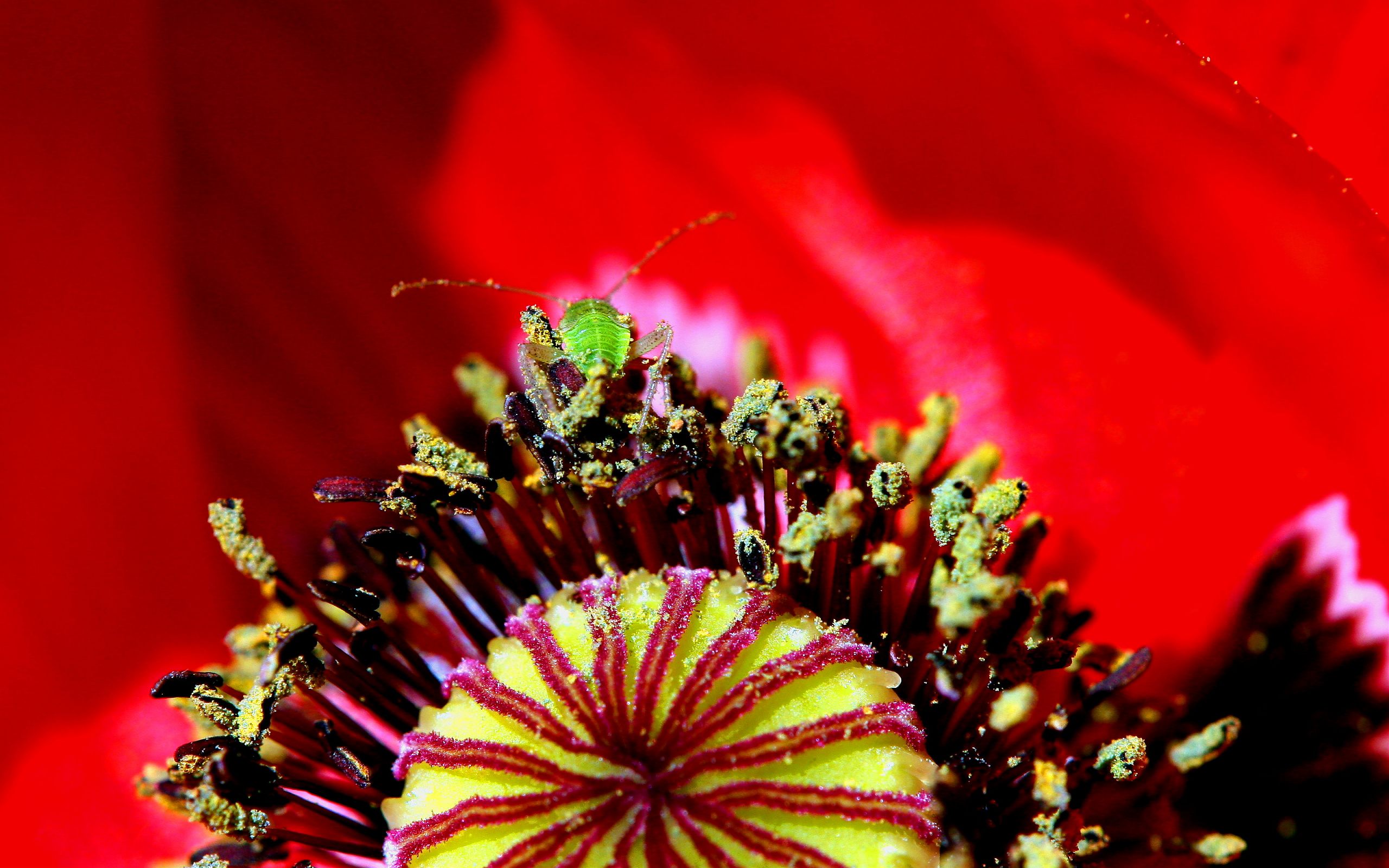 Blattlaus insect amidst vibrant poppy blossoms