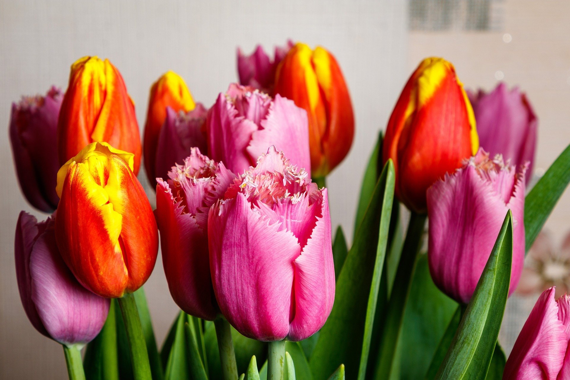 Tulip HD Wallpaper