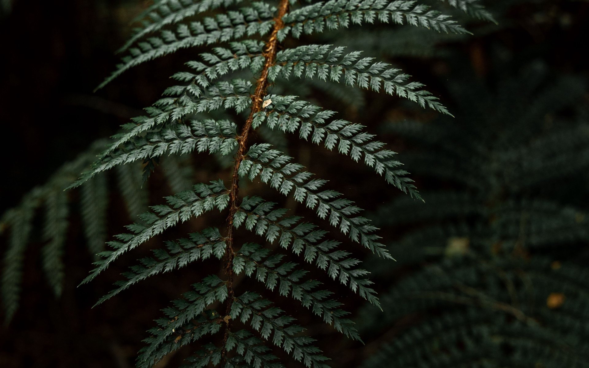 Download Plant Leaf Nature Fern 4k Ultra HD Wallpaper