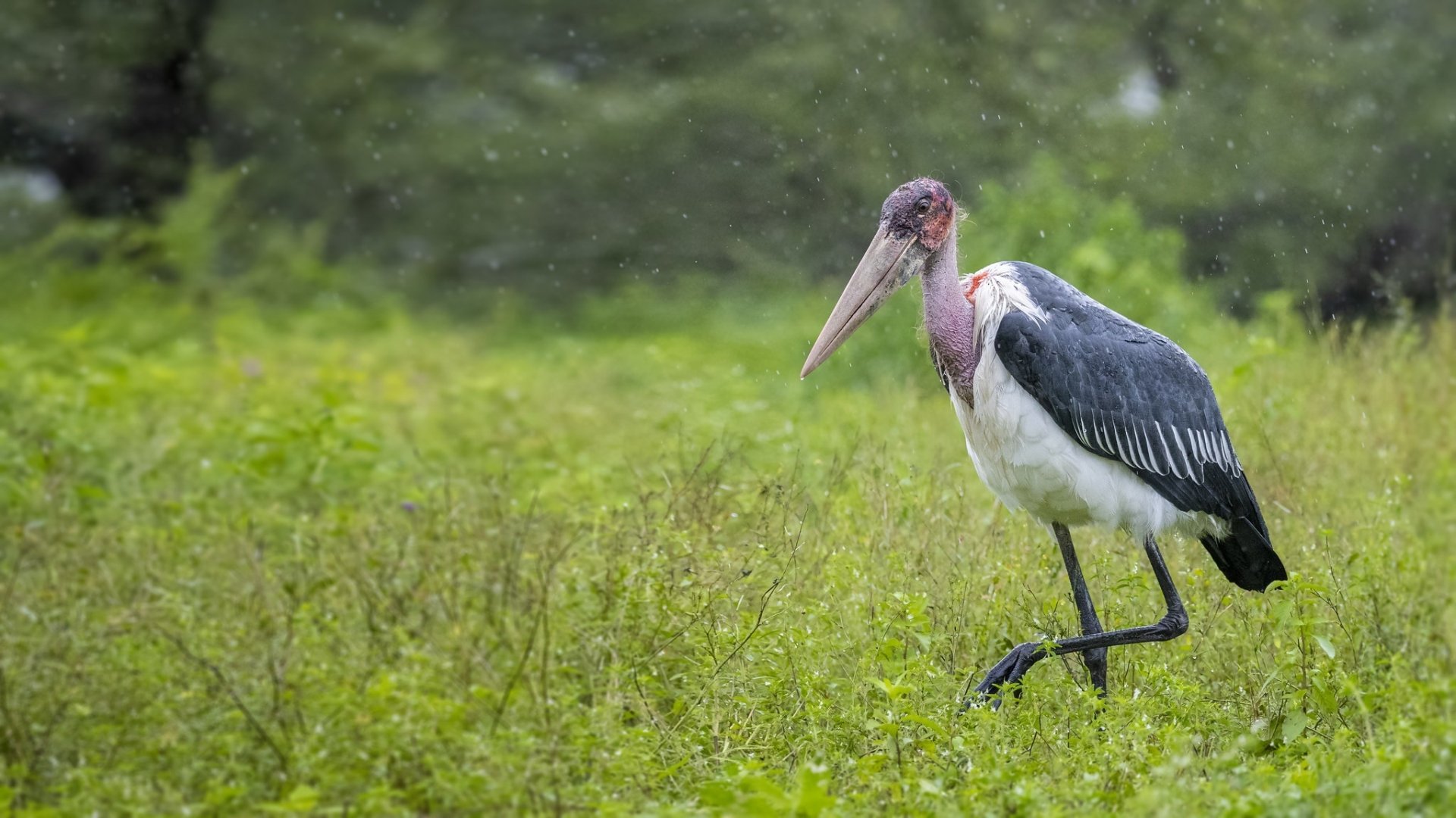 Download Bird Animal Stork HD Wallpaper
