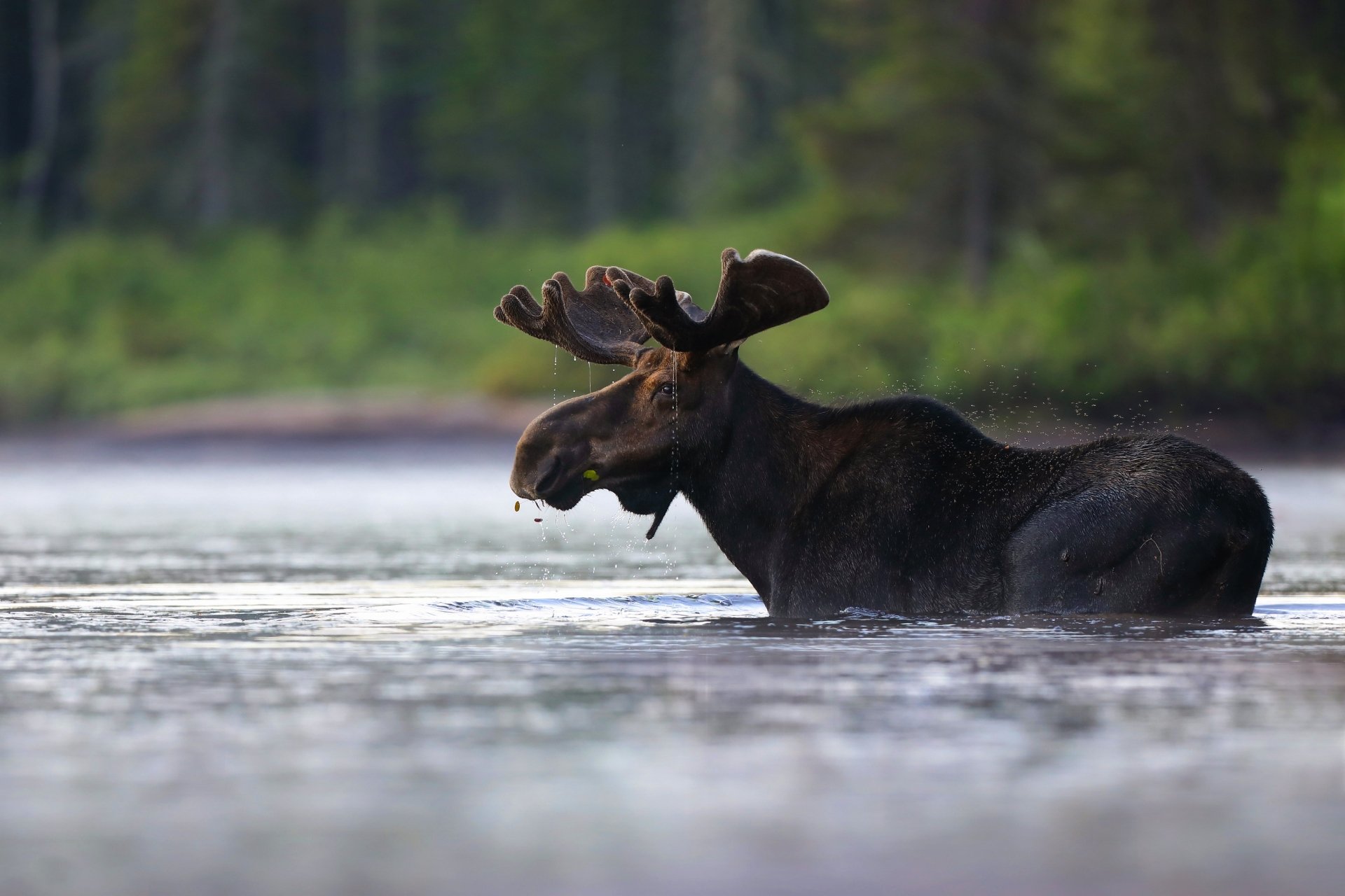 Moose HD Wallpaper