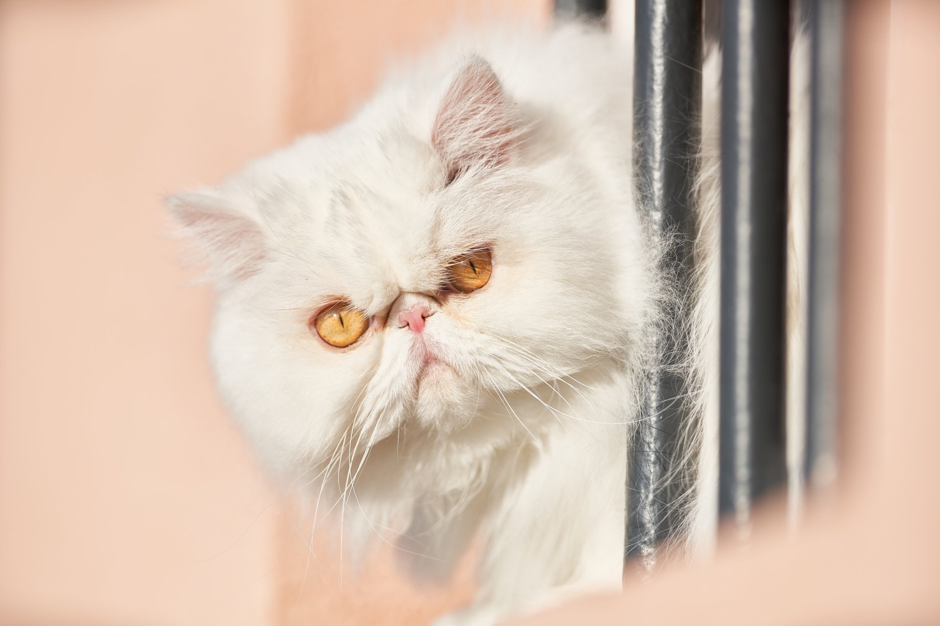 8K Ultra HD PC desktop wallpaper of a white Persian cat with an intense stare peering around a railing — animal portrait.