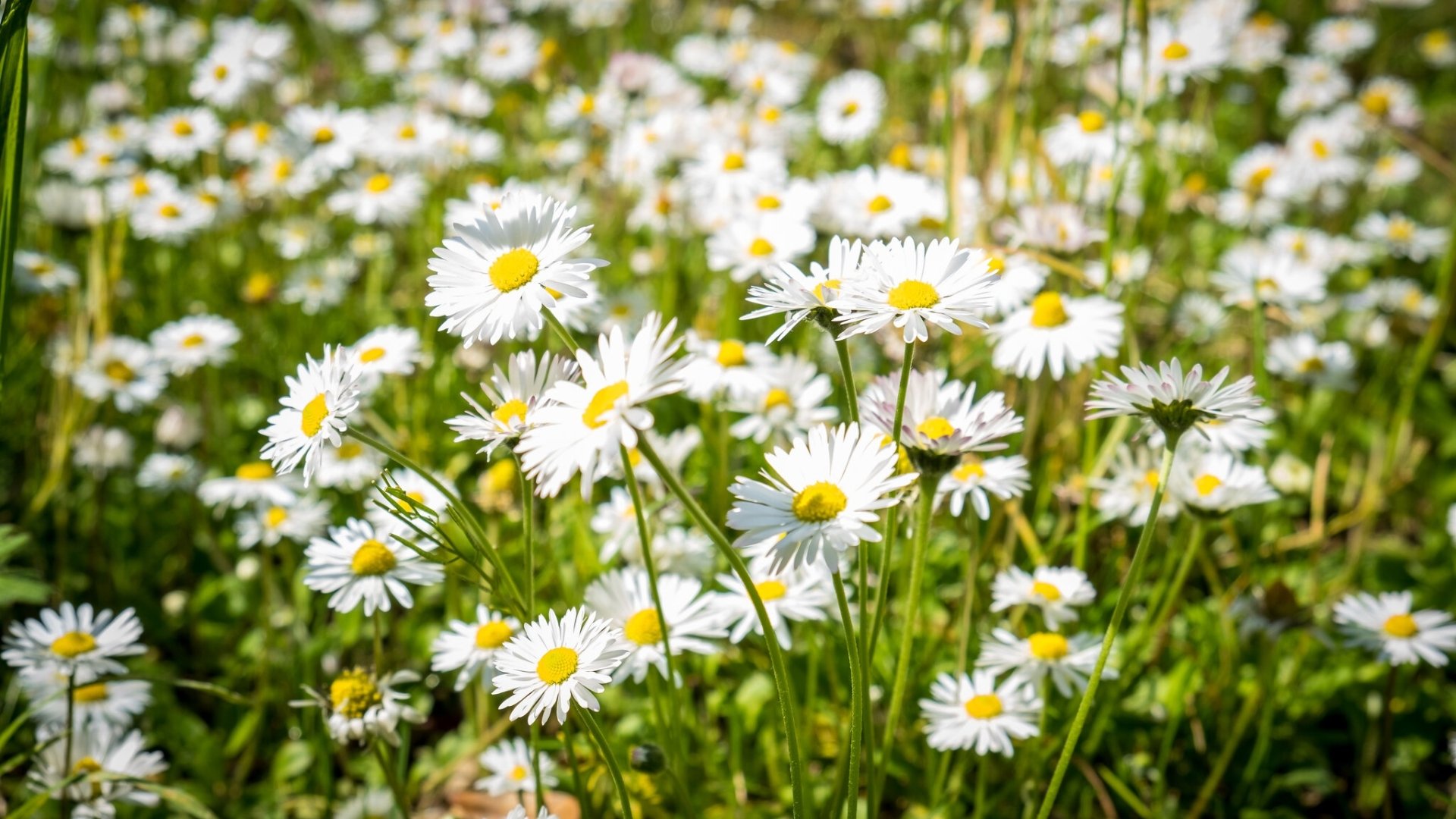 Chamomile HD Wallpaper