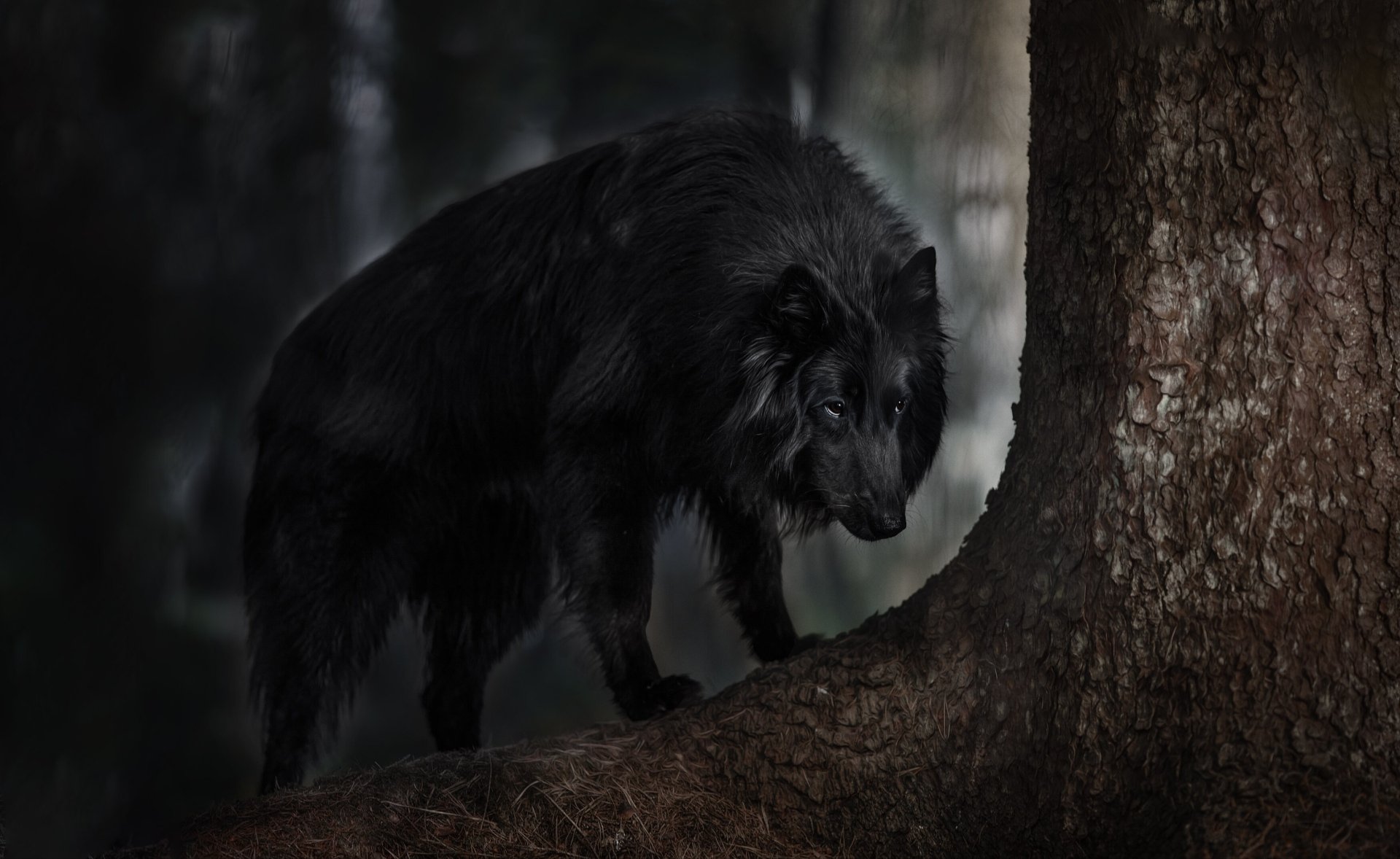 Download Dog Groenendael Animal Belgian Shepherd HD Wallpaper by Natalia Ponikarova