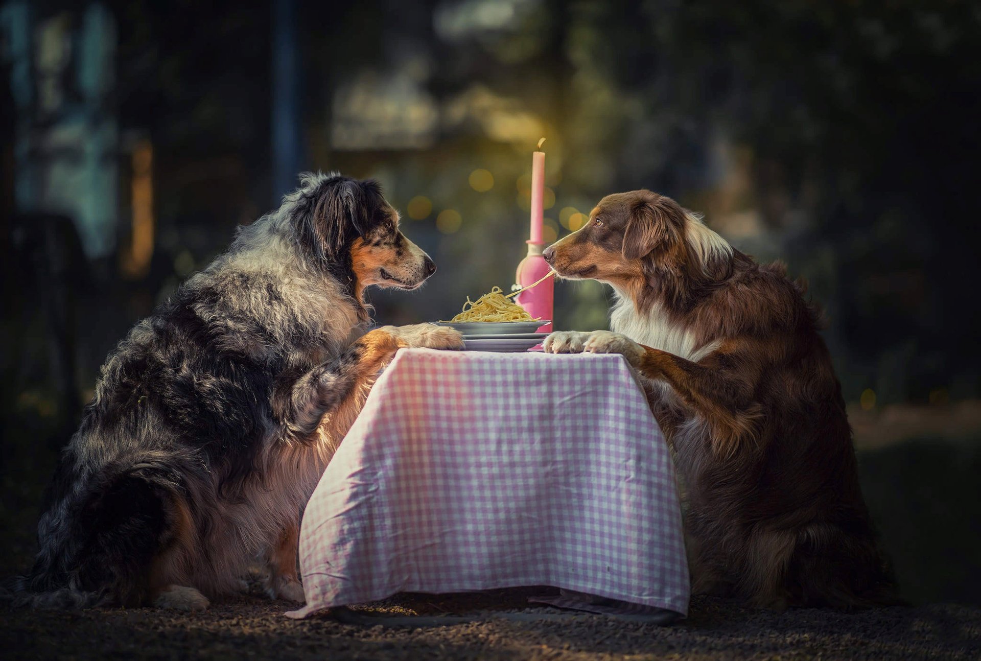 HD PC desktop wallpaper of two Australian Shepherds at a small checkered table outdoors, sharing a dessert topped with a lit pink candle in a whimsical evening scene.