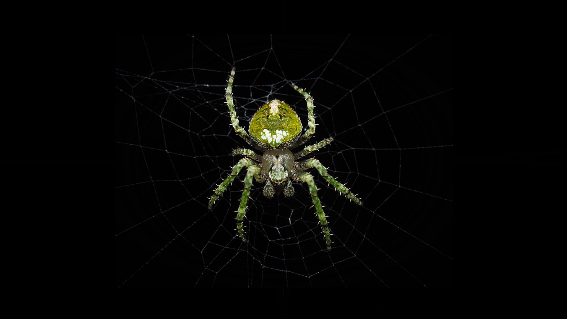 Download Animal Spider HD Wallpaper